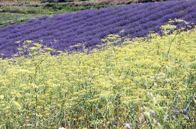 finocchio e lavanda