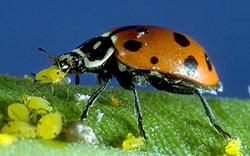 Coccinella amica delle coltivazioni di orto biologico