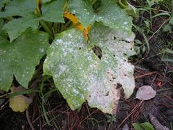 Oidio su foglie di zucca