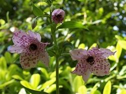 Fiori della pianta bulbosa di Nomocharis