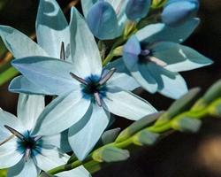 Fiori da bulbo di Ixia viridiflora