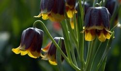 Fiori di Fritillaria michailovskyi