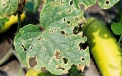 Pianta di zucchini ammalata