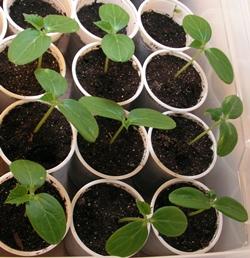 Piantine di zucchino in attesa di trapianto