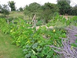 Rigogliose piante di zucchine
