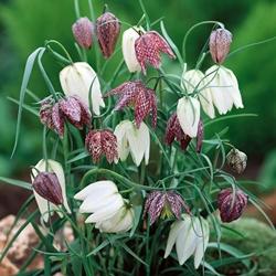 La particolare Fritillaria meleagris