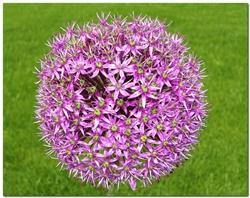 Allium christophii