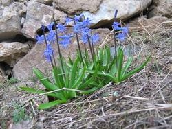 Varietà di Giacinto azul