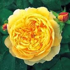 Rose Inglesi, Rosa Golden Celebration