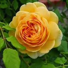 Rose Inglesi, Rosa Golden Celebration