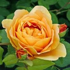 Rose Inglesi, Rosa Golden Celebration
