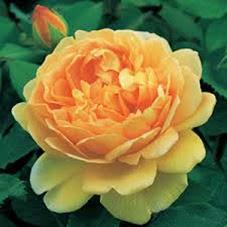 Rose Inglesi, Rosa Golden Celebration