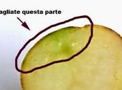 Attenzione alle Patate colorano Verde