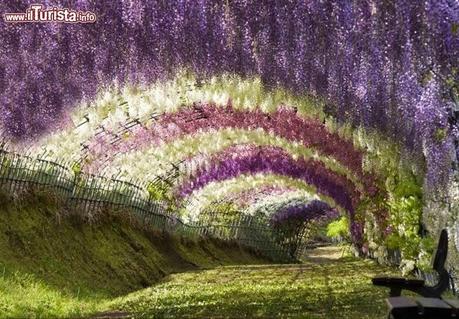 Il giardino fiorito fiorito