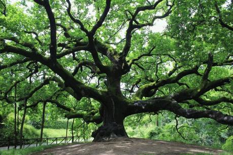 La Quercia l'albero della vita