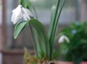 Galanthus mania