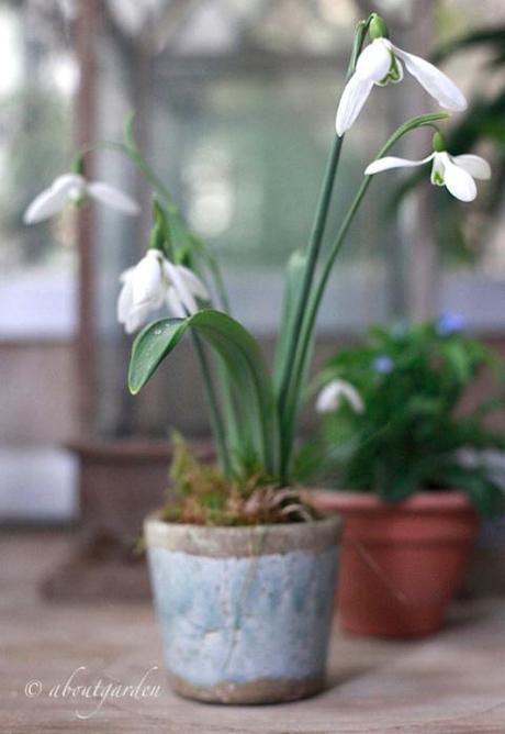 galanthus varietà