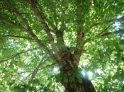 Tiglio l'albero pacificatore