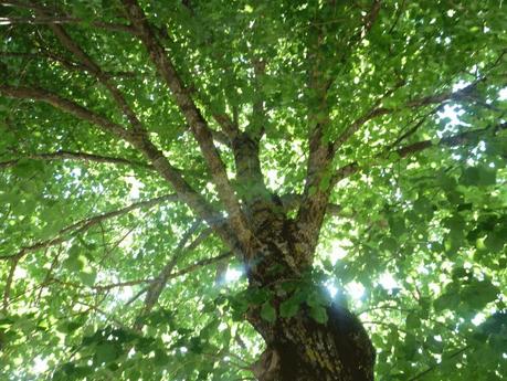 Il Tiglio l'albero pacificatore