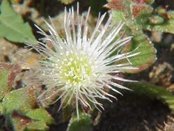 Mesembryanthemum crystallinum Famiglia : Aizoaceae