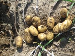 Quando piantare le patate