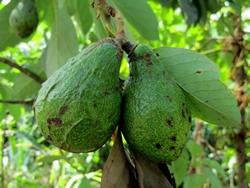 Piantare avocado