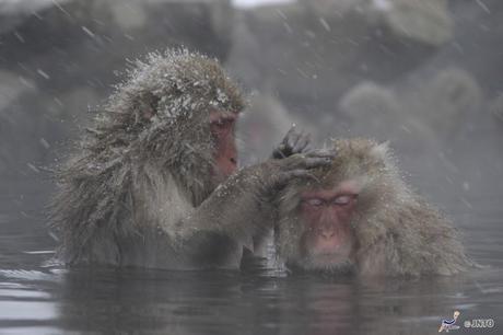 Jigokudani Yaen-koen Park