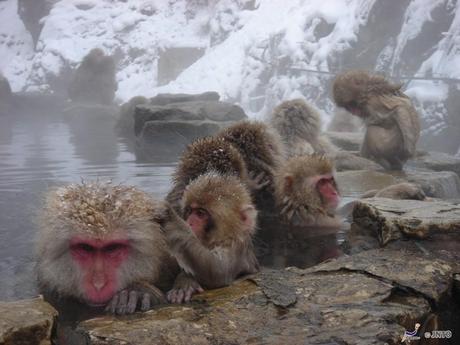 Jigokudani Yaen-koen Park