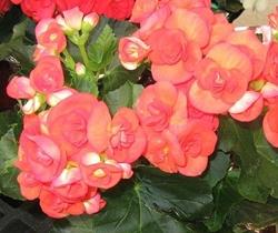 Fiori della pianta di Begonia