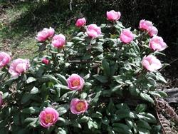 Bouquet peonie