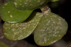 Cocciniglia su pianta di Crassula