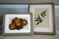 Fiori secchi pressati Quadri realizzati con fiori e foglie essiccati