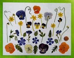 Fiori secchi pressati Gruppo di fiori e foglie pressate