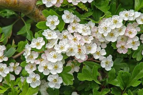 Quando il Cuore fa i capricci usiamo Biancospino, Tiglio, Nardo e Argento