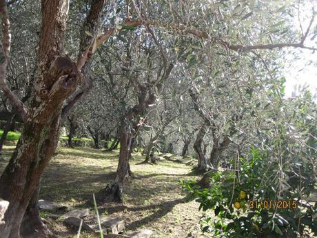 Il giro dei cinque campanili tra Rapallo e Zoagli