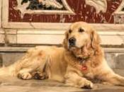 Italo: storia cane straordinario