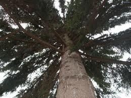 Abete l'albero della luce