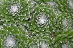 Pianta grasse sempervivum