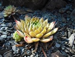 Pianta grasse sempervivum