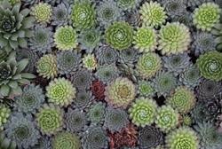 Pianta grasse sempervivum
