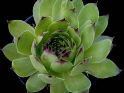 Pianta grasse sempervivum