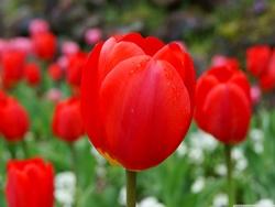 Tulipani olandesi