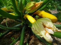 Zucchine gialle