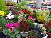 Fiori esterno