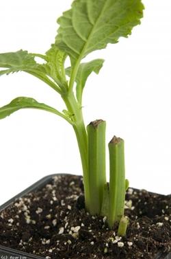 talea di salvia divinorum piantata in vaso