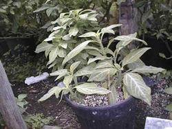 due piccole piante di salvia divinorum in un grosso vaso