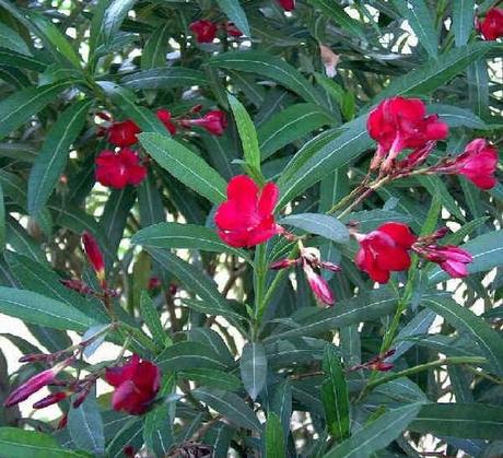 TROVATO COTTO E MANGIATO le erbe selvatiche pericolose