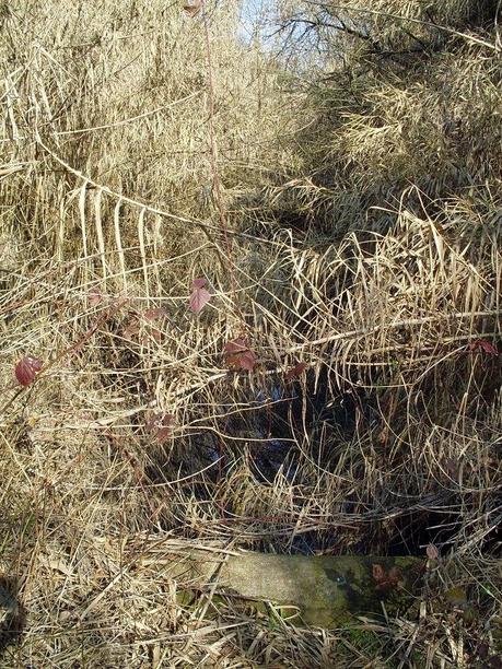 25 foto dopo un'escursione dell'orrore al Parco del Pineto. Oasi naturale con vista San Pietro che si trasforma in discarica ad uso dei ladri di appartamento