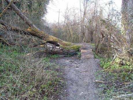 25 foto dopo un'escursione dell'orrore al Parco del Pineto. Oasi naturale con vista San Pietro che si trasforma in discarica ad uso dei ladri di appartamento