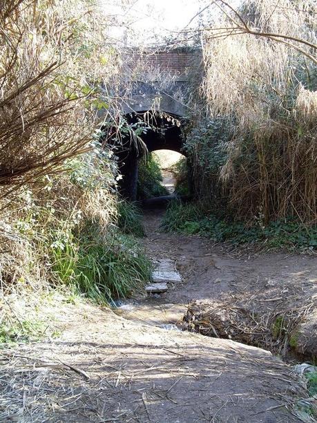 25 foto dopo un'escursione dell'orrore al Parco del Pineto. Oasi naturale con vista San Pietro che si trasforma in discarica ad uso dei ladri di appartamento